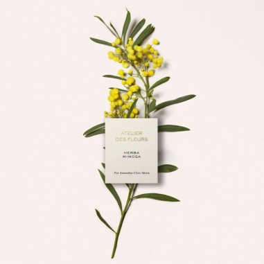 Chloé Atelier des Fleurs Herba Mimosa Eau de Parfum蔻依仙境花園系列香氛-含羞草