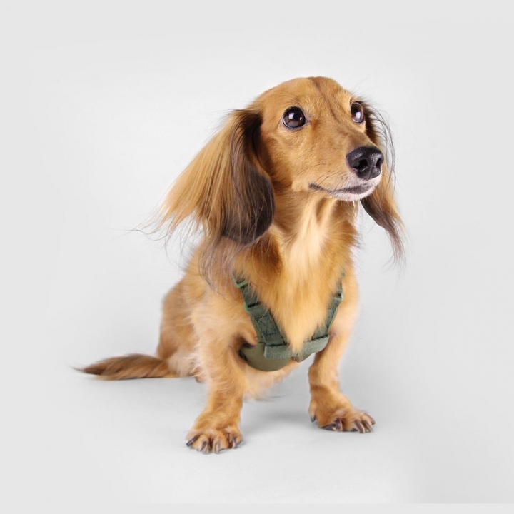  胸背帶-綠(多款可選)