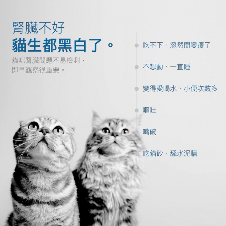  寵物保健 貓咪保腎利60顆營養錠