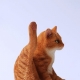 JINART - JXK Studio 1/6 比例動物系列 懶貓4.0 (附沙發) 橘貓79838-256663_縮圖