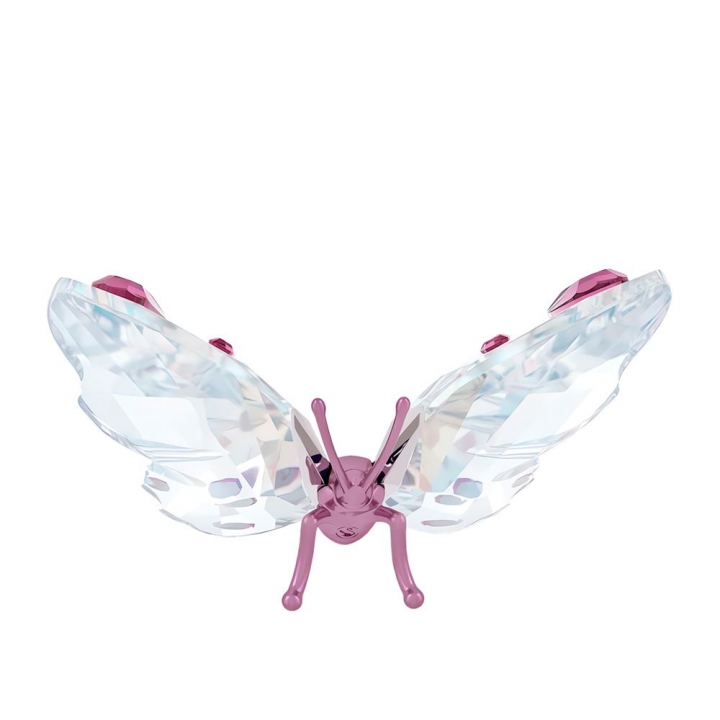 Idyllia Butterfly, SmallIdyllia 蝴蝶 - 小