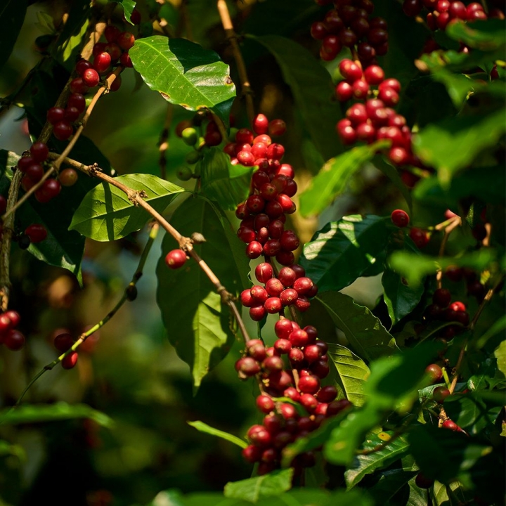 豆御香藝伎莊園咖啡豆【限11/13會場領取】