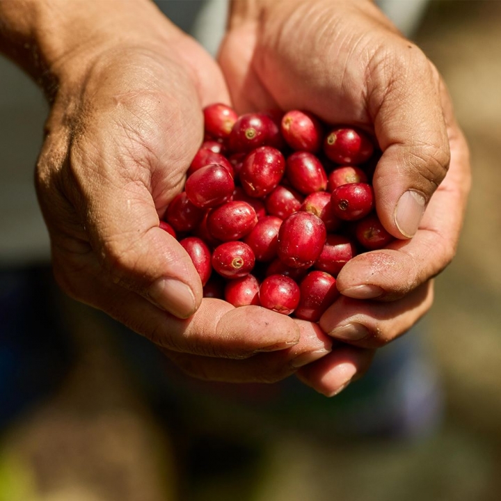 豆御香藝伎莊園咖啡豆【限11/13會場領取】