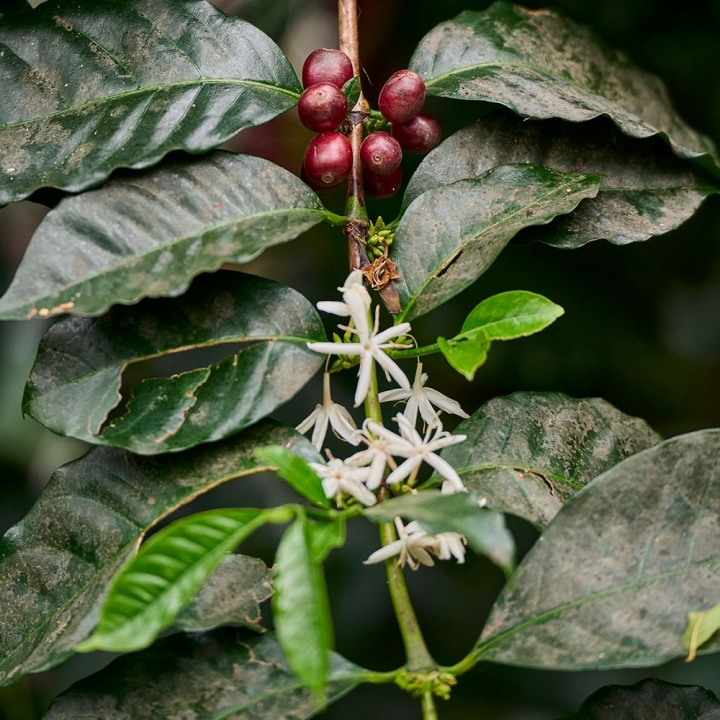豆御香藝伎莊園咖啡豆【限11/13會場領取】