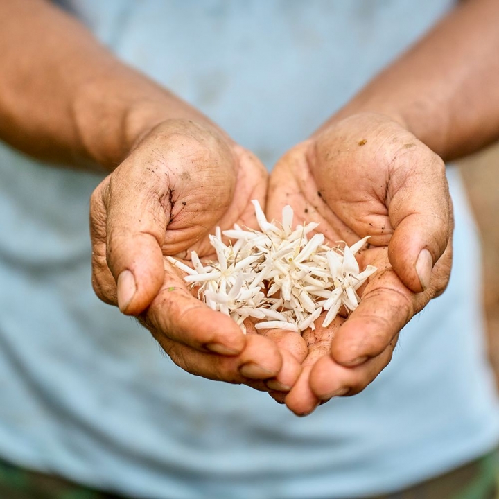 豆御香藝伎莊園咖啡豆【限11/13會場領取】