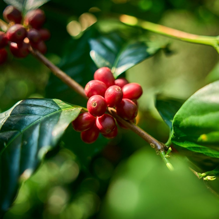 豆御香藝伎莊園咖啡豆【限11/13會場領取】